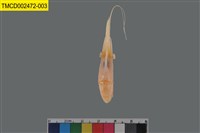 藏品(紅蝦屬)的圖片